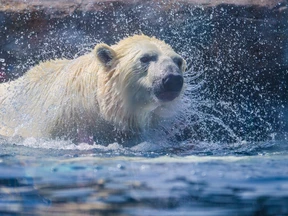 Polar bears Calgary Zoo Dies Afte Not Resurfacing From Pool